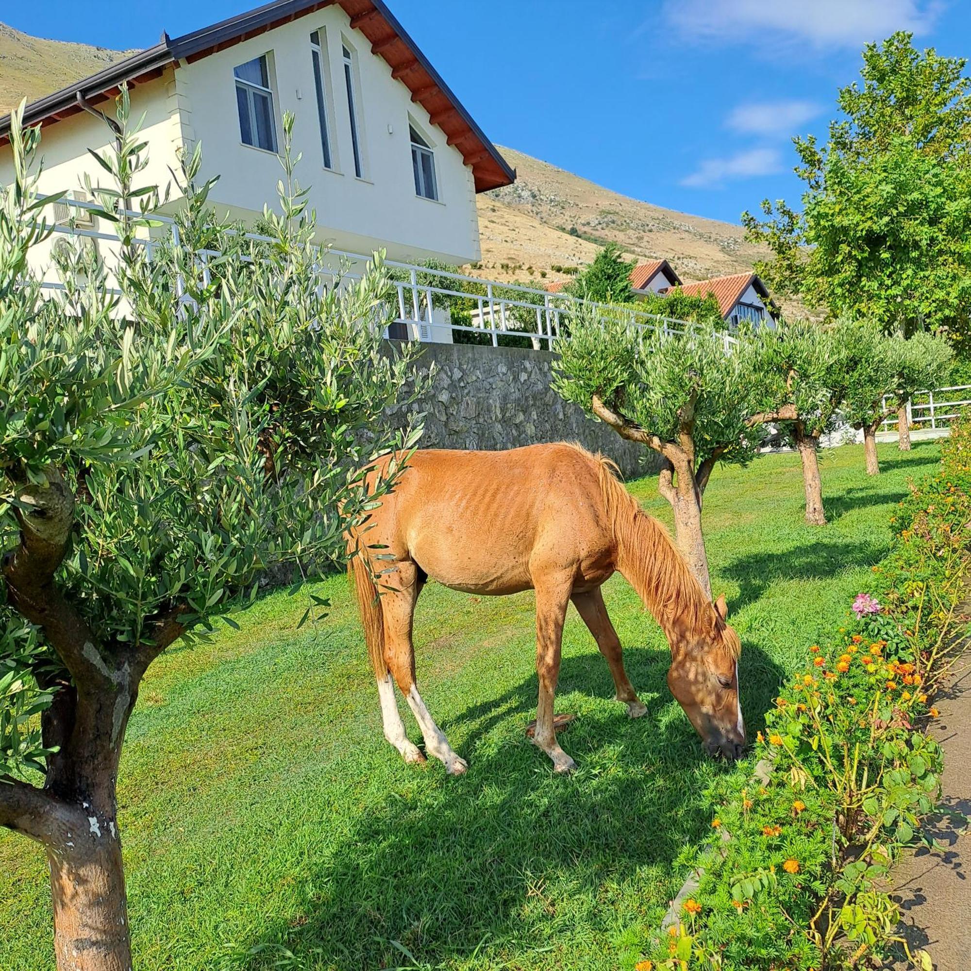 Xhuli Guesthouse Shkodër 外观 照片